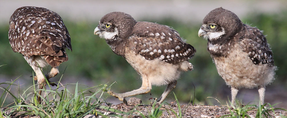 Burrowing Owl Chicks, Pembroke Pines, FL