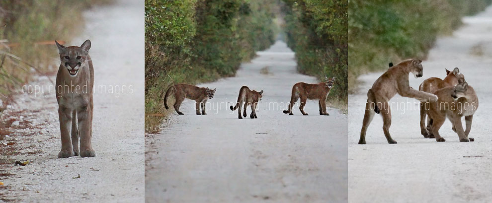 Florida Panther mother and two kittens
