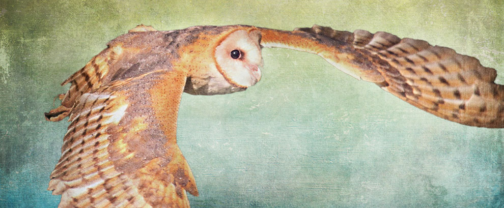 Barn Owl