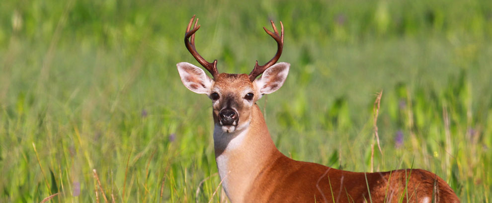 White Tailed Buck, Clewiston, Florida