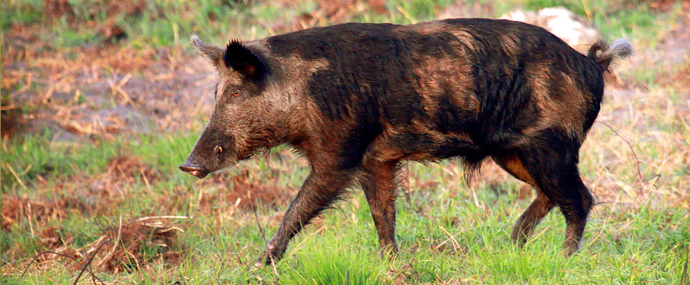 Wild Boar, Clewiston, Florida