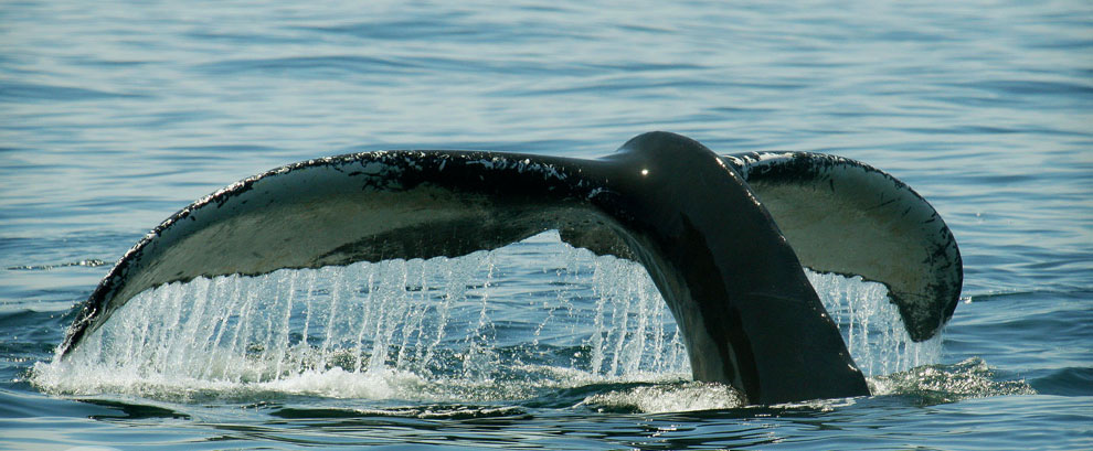 Humpback Whale, Provincetown, Cape Cod, MA