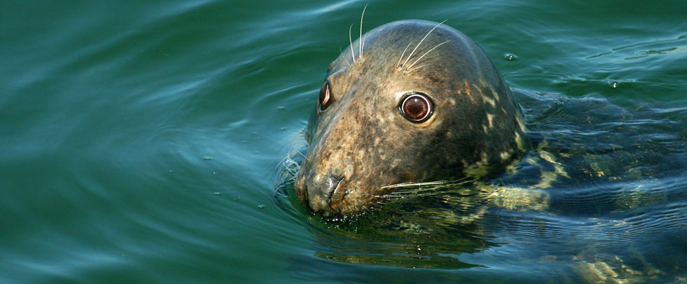 Seal, Chatham Fish Pier, Cape Cod, MA